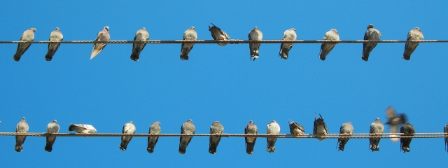 foto ocells
